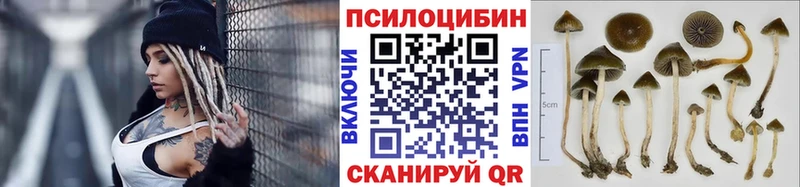 Купить  Строитель  Псилоцибиновые грибы Psilocybine cubensis 